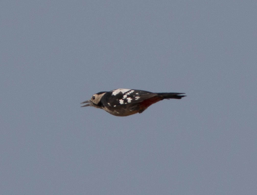 Syrian Woodpecker