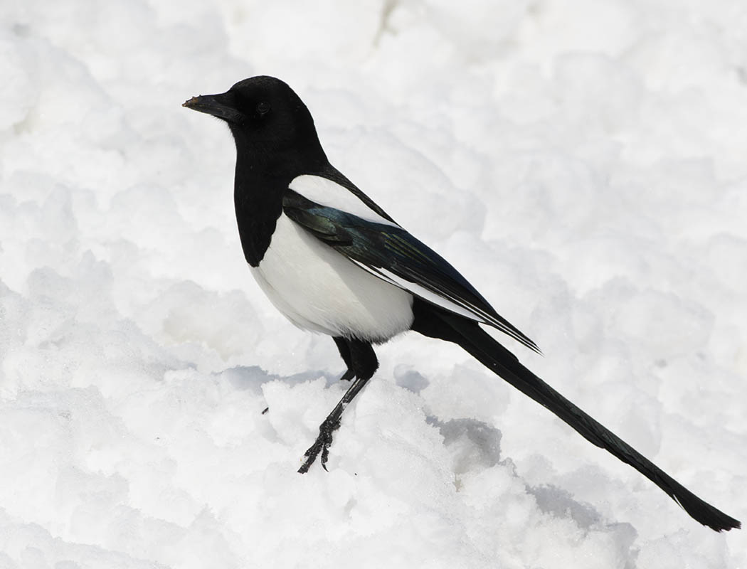 Eurasian Magpie