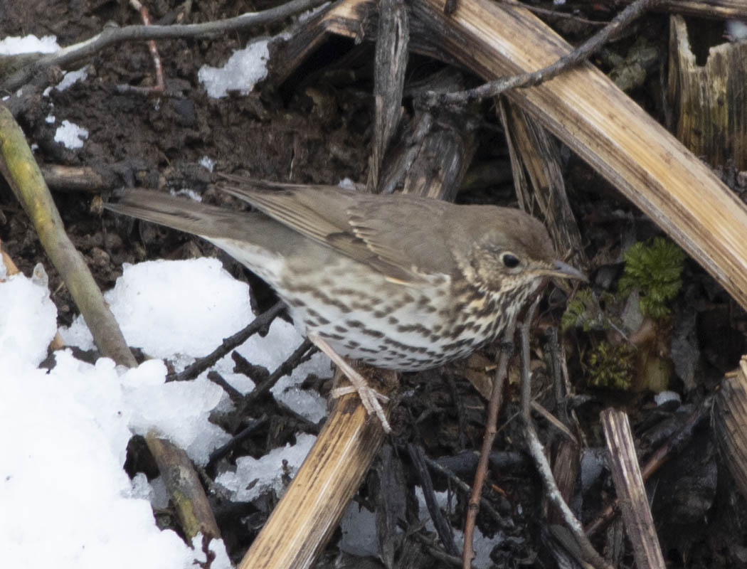 Song Thrush