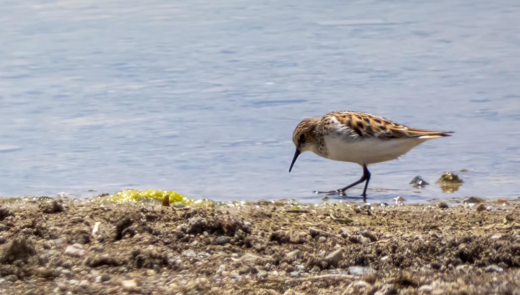Little Stint