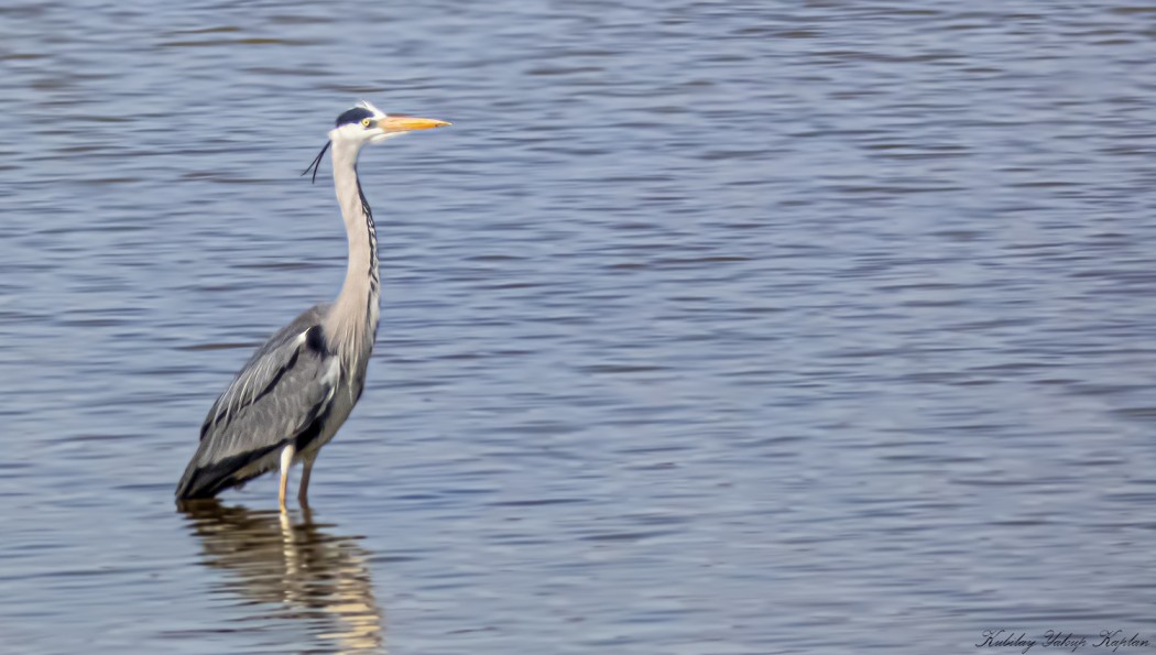 Grey Heron