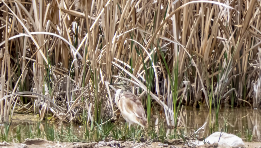 Squacco Heron
