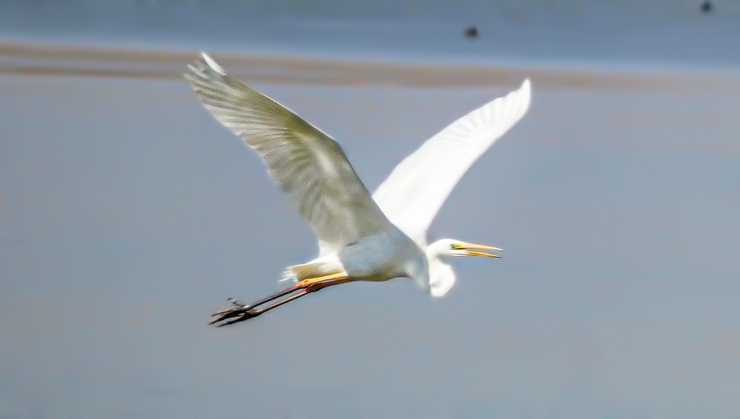 Great Egret