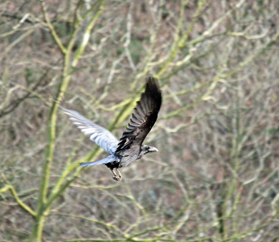 Northern Raven
