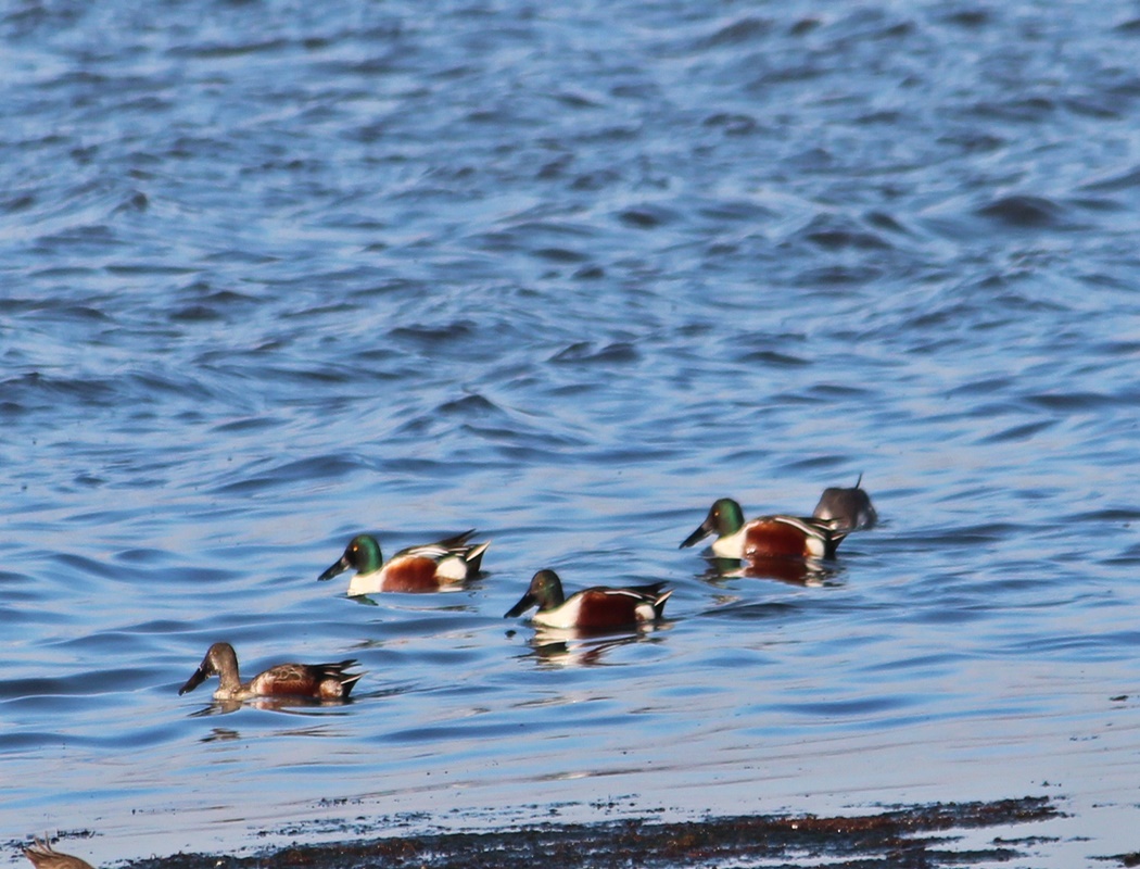 Northern Shoveler