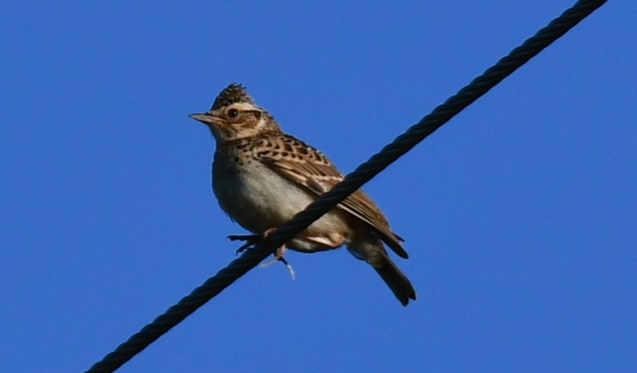 Woodlark
