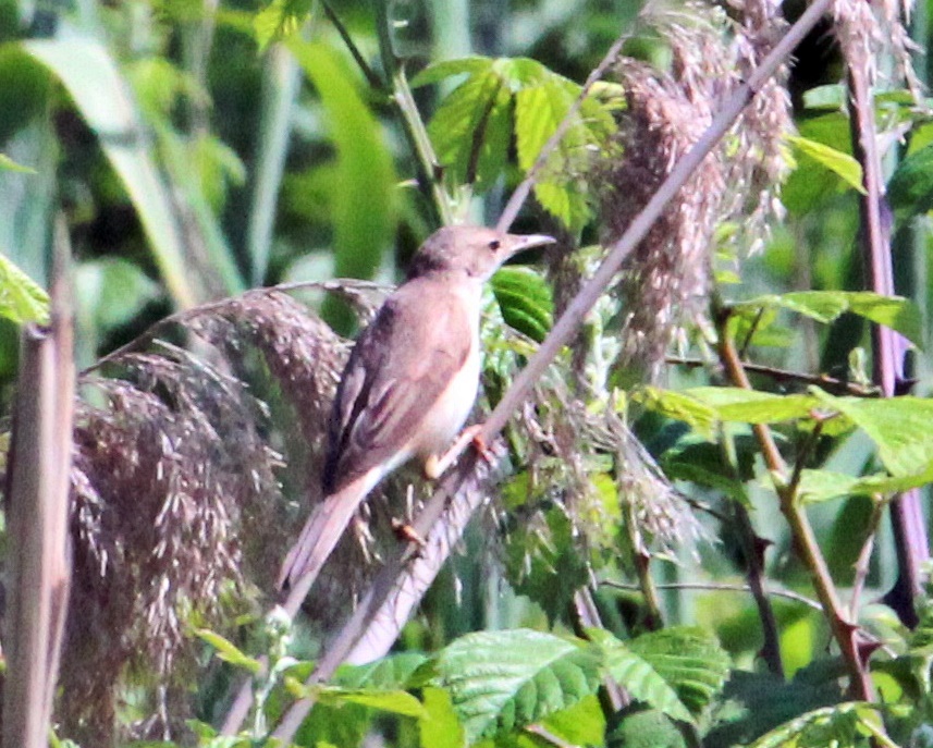Great Reed Warbler