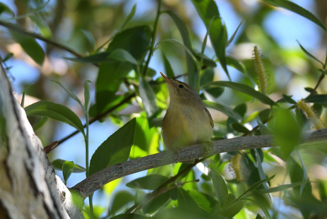 Icterine Warbler