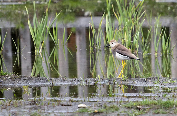 White-tailed Lapwing