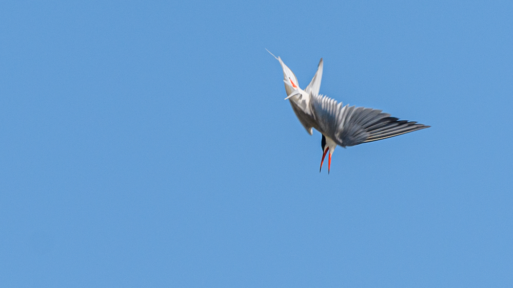 Common Tern