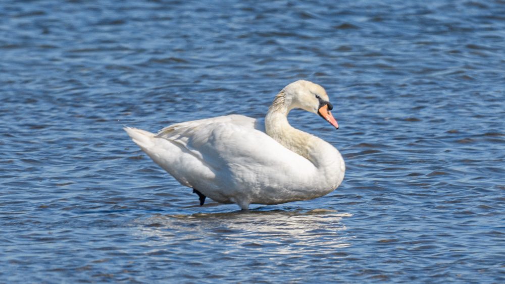 Mute Swan