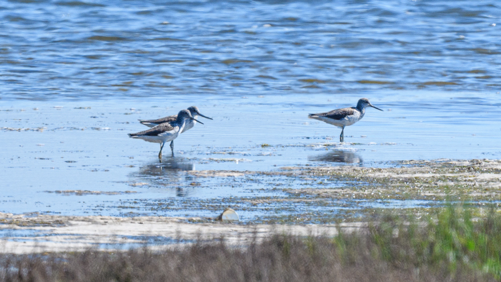 Common Greenshank