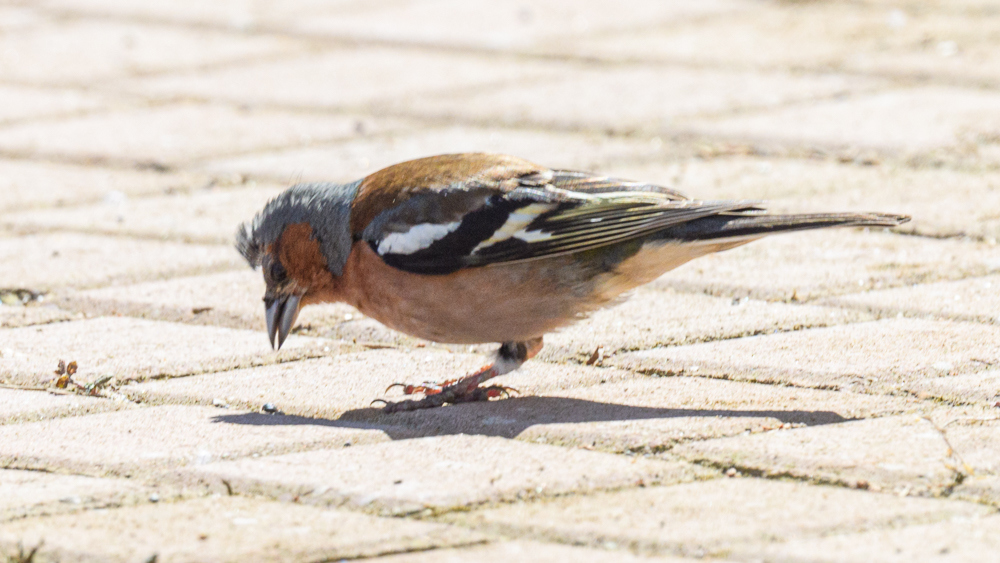 Eurasian Chaffinch