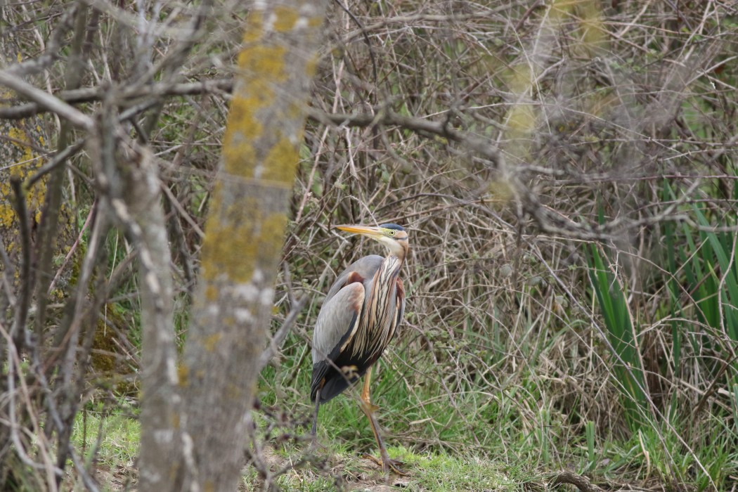 Purple Heron