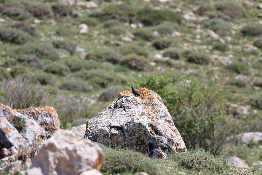 Blue Rock Thrush