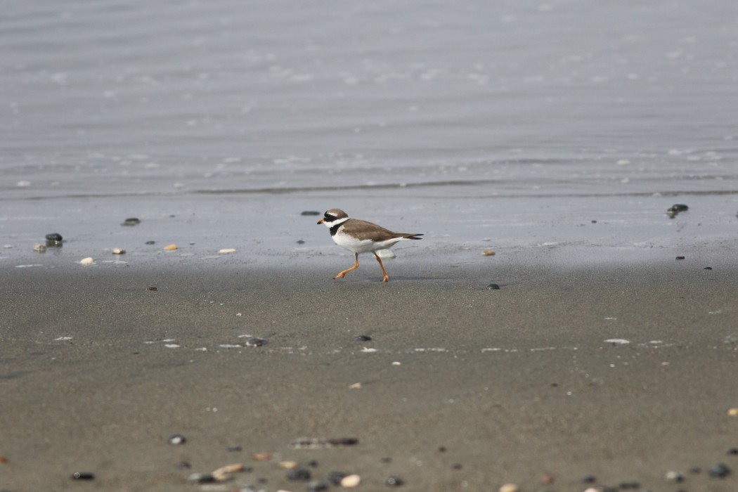 Common Ringed Plover