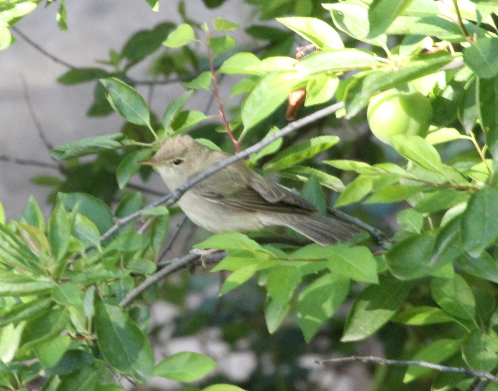 Eastern Olivaceous Warbler