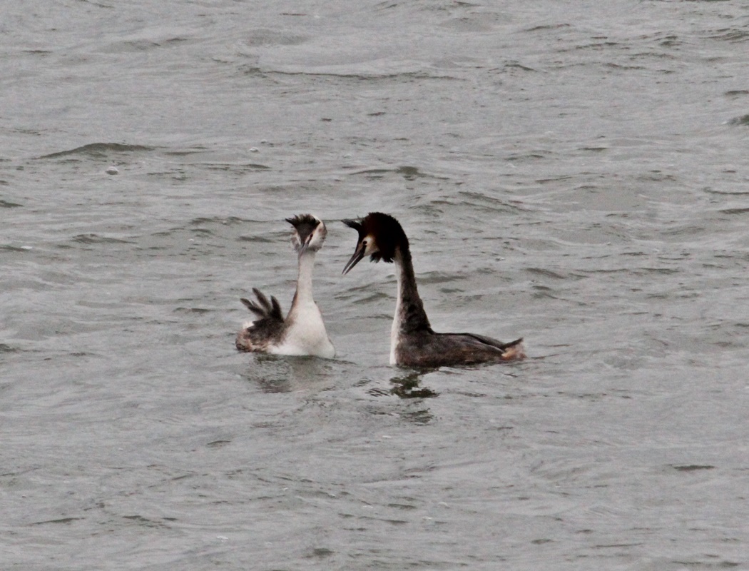 Great Crested Grebe