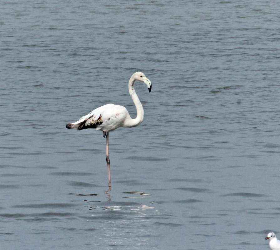 Greater Flamingo