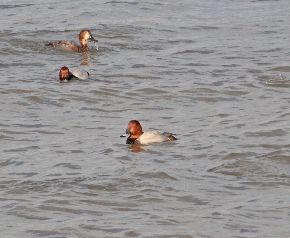 Common Pochard