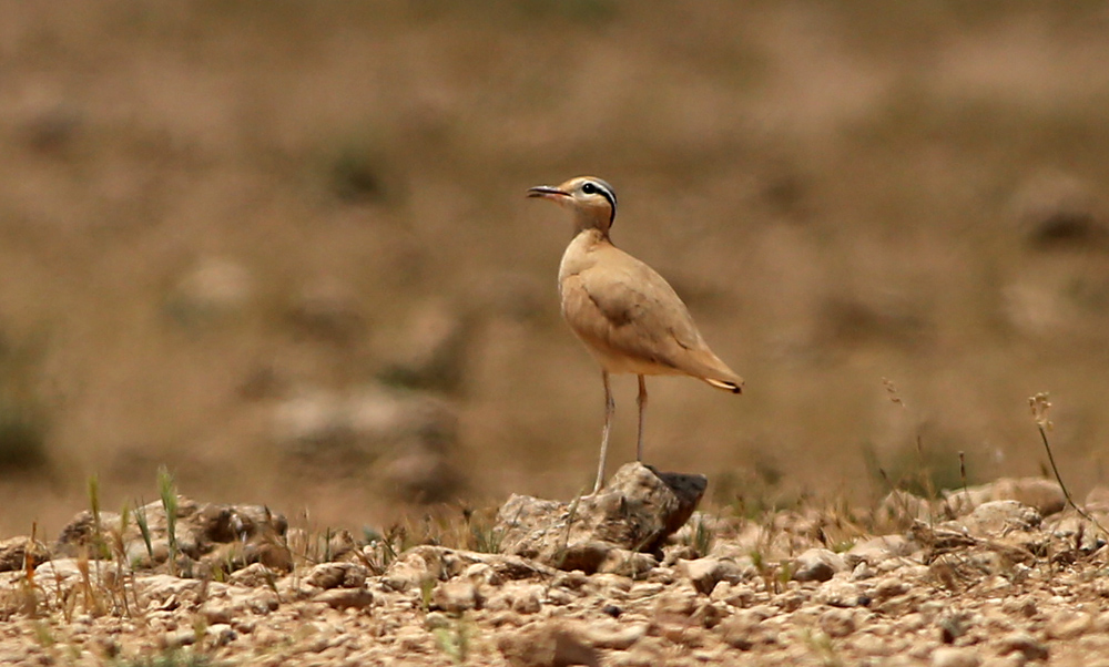 Cream-colored Courser