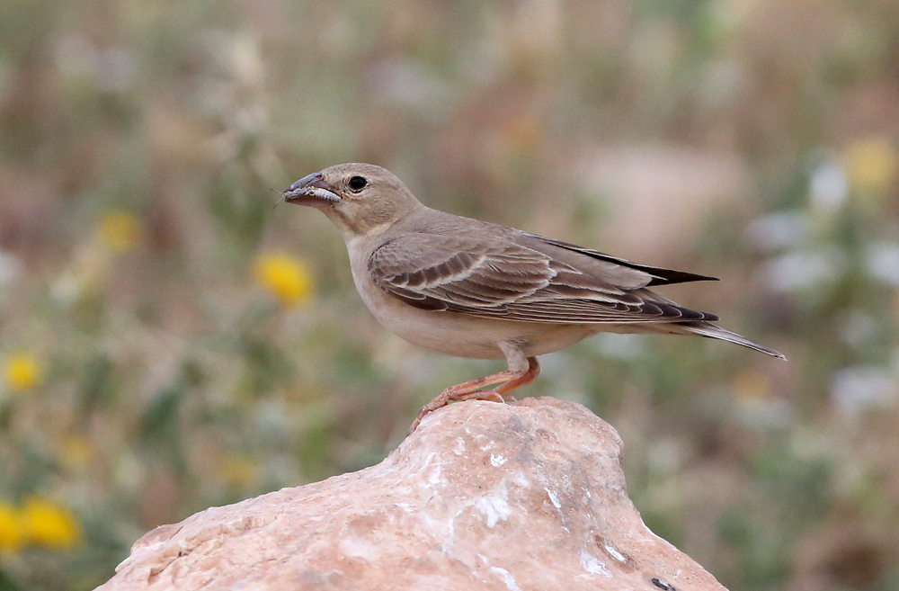 Pale Rockfinch