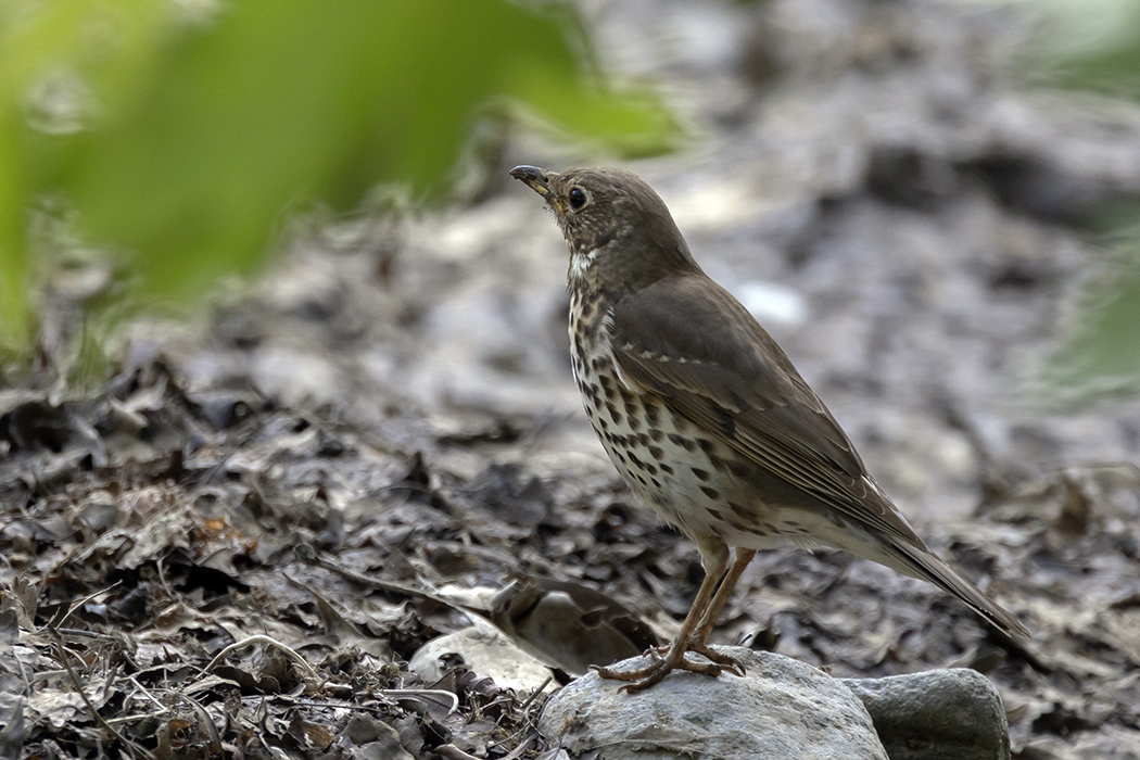 Song Thrush