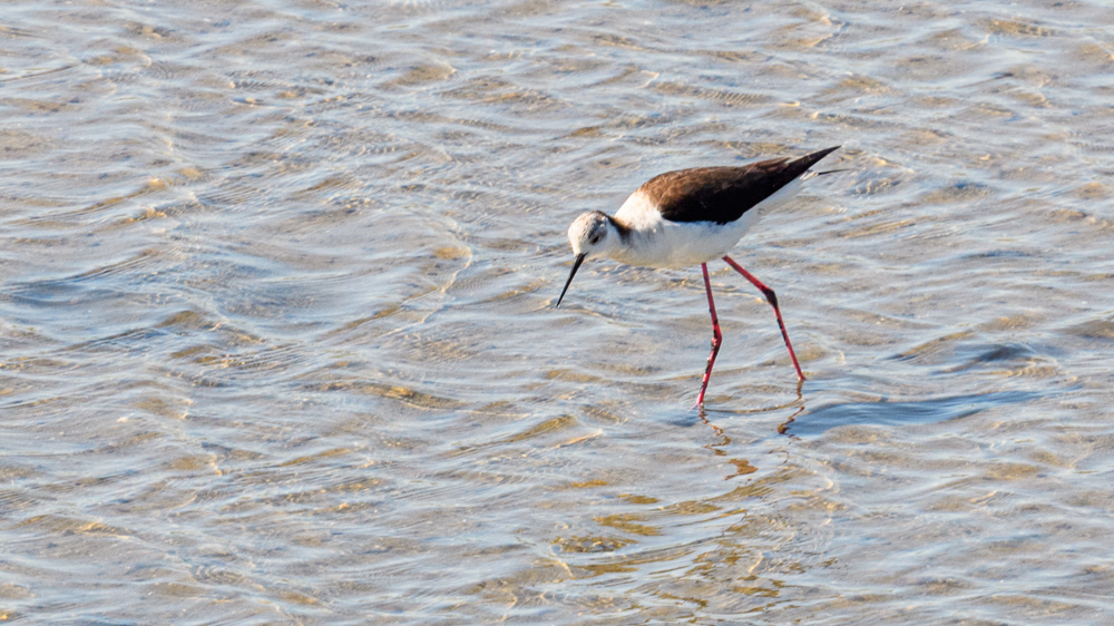Black-winged Stilt