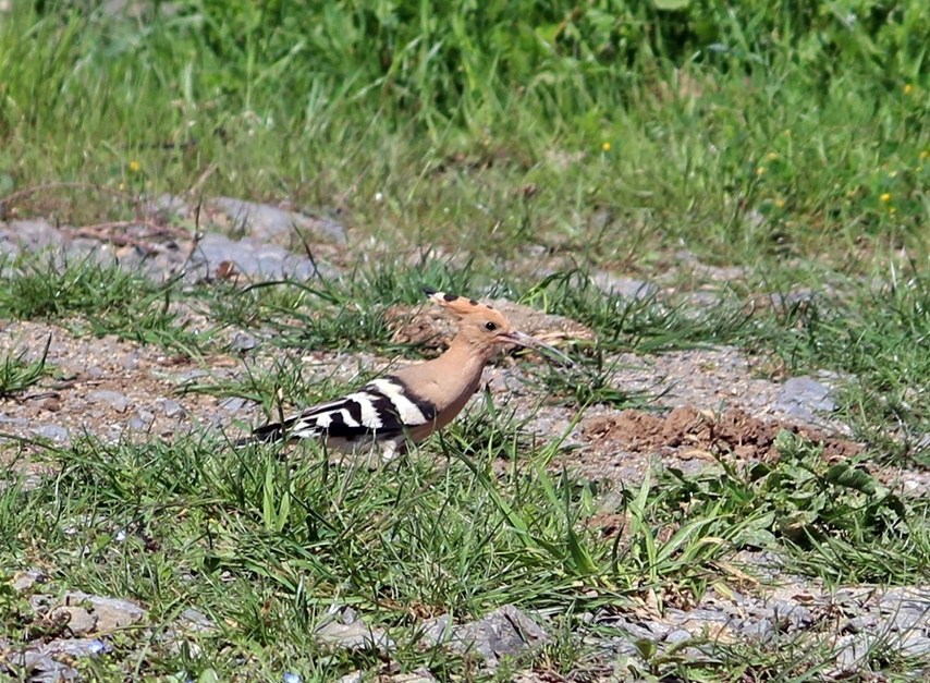 Common Hoopoe