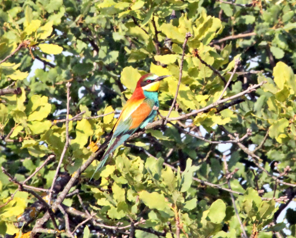 European Bee-eater