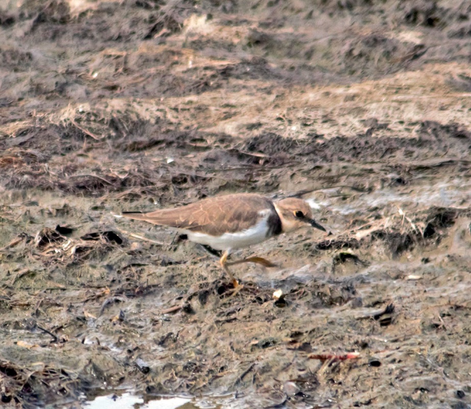 Little Ringed Plover