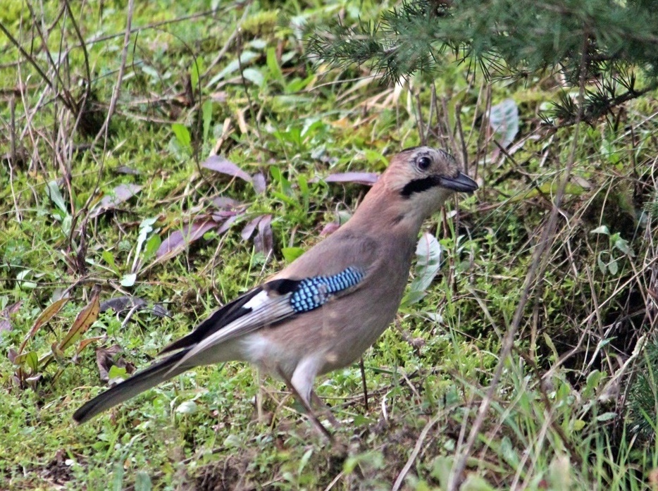 Eurasian Jay