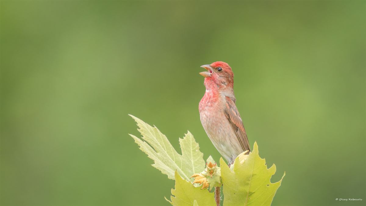 Common Rosefinch