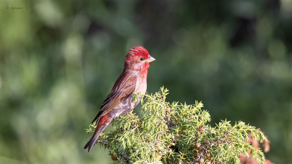 Common Rosefinch