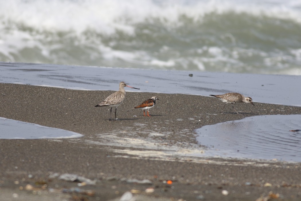 Bar-tailed Godwit