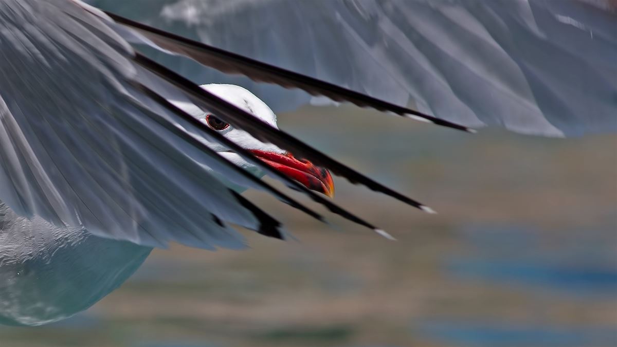 Audouin`s Gull