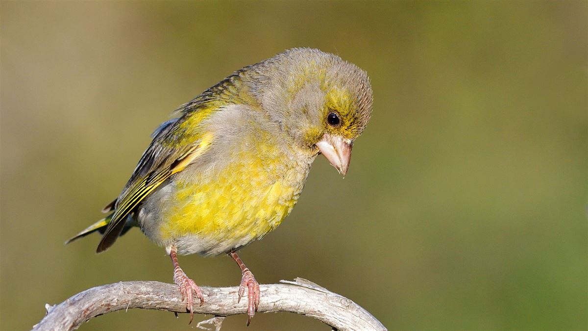 European Greenfinch