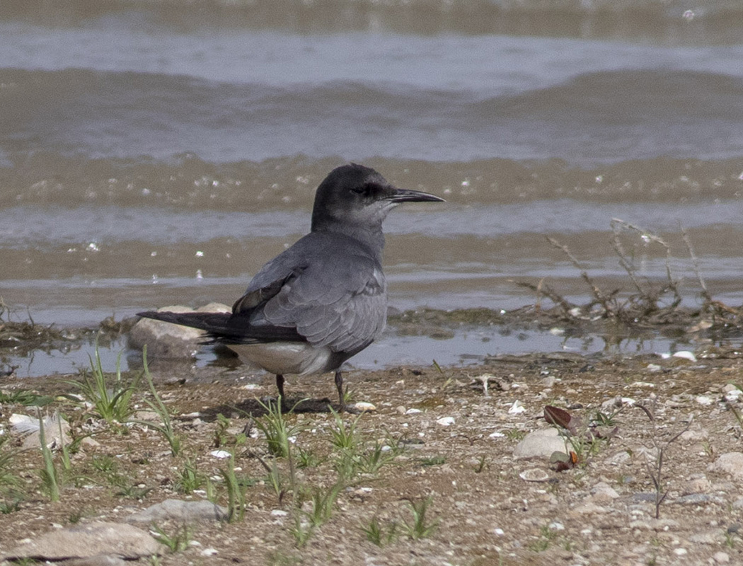 Black Tern