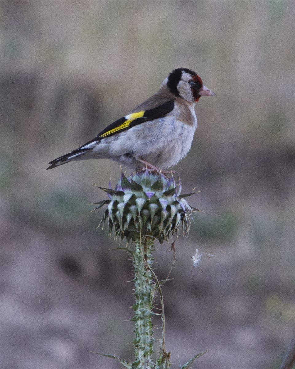 European Goldfinch