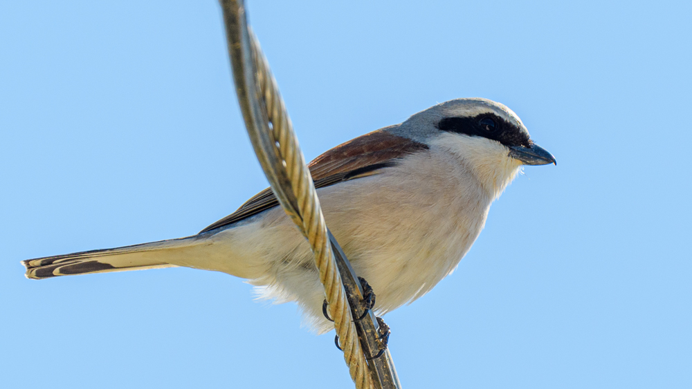 Red-backed Shrike
