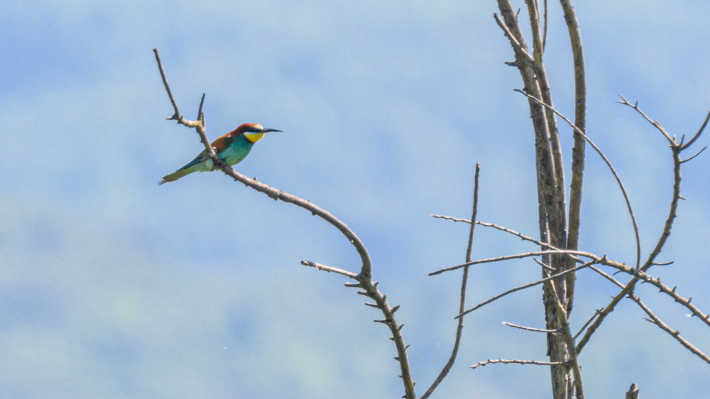 European Bee-eater