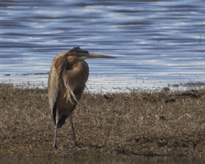 Purple Heron