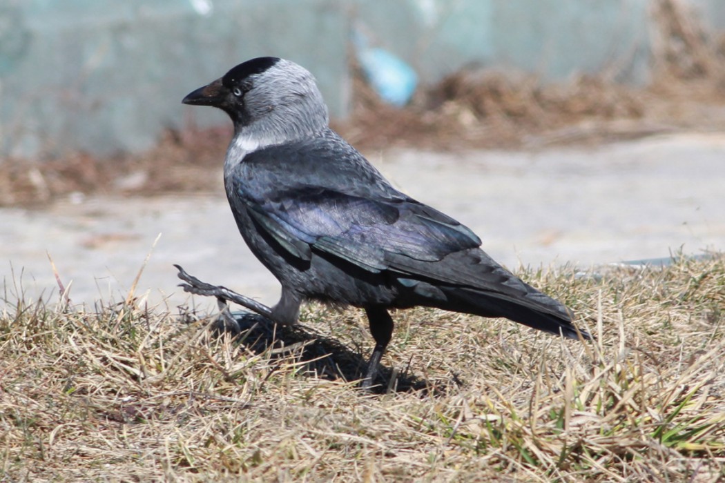 Western Jackdaw