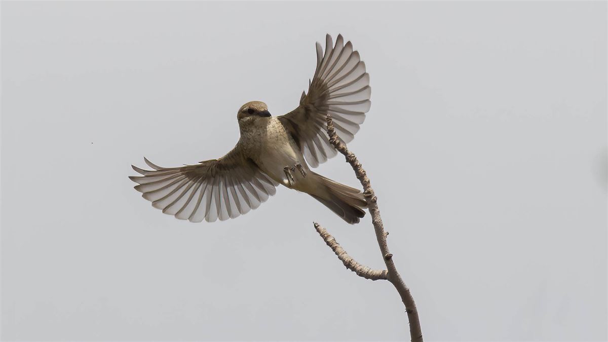 Red-backed Shrike