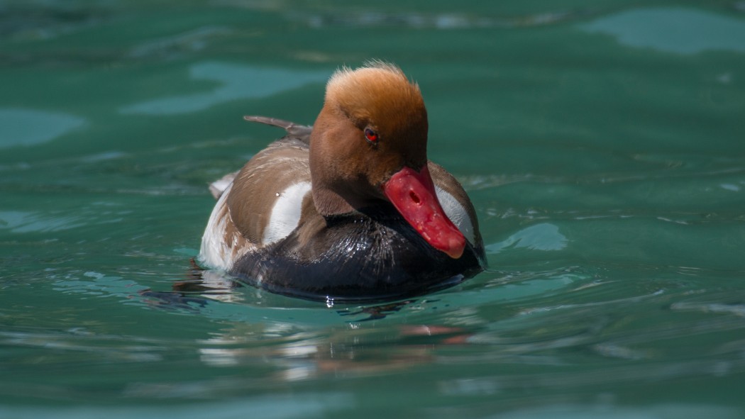 Red-crested Pochard