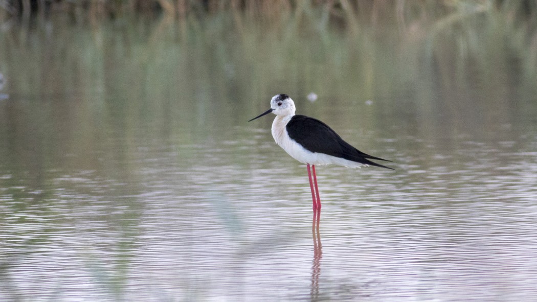 Black-winged Stilt