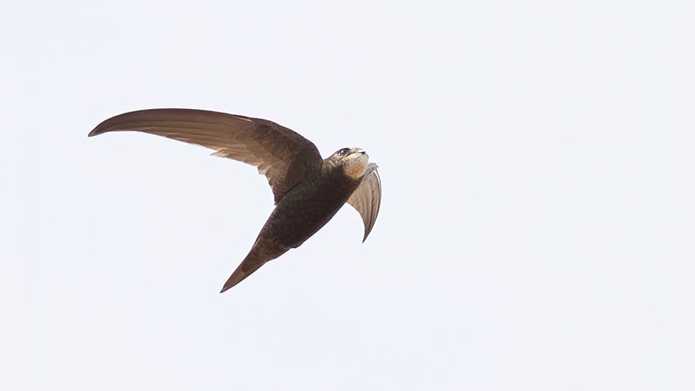 Pallid Swift