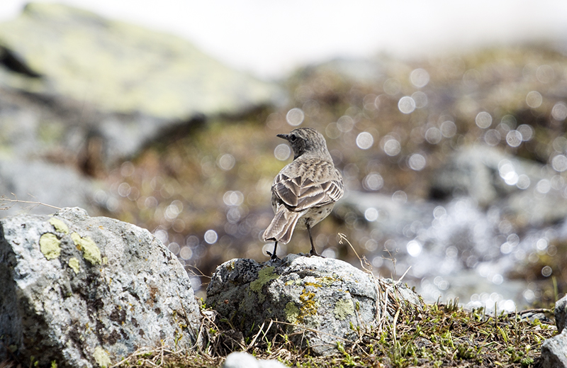 Water Pipit