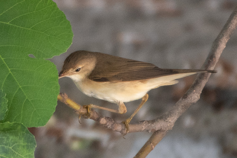 Marsh Warbler