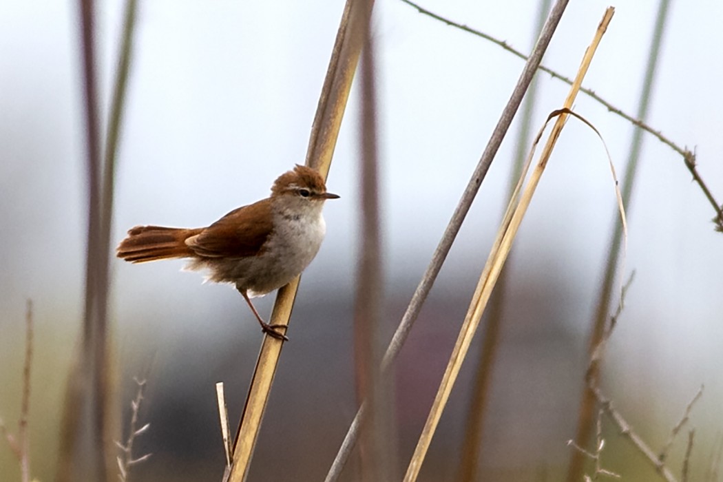 Cetti`s Warbler